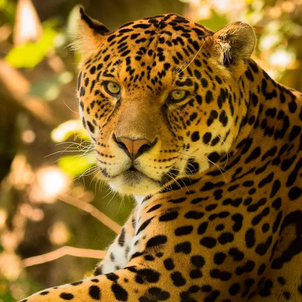 Tours en Manu  desde Ecuador