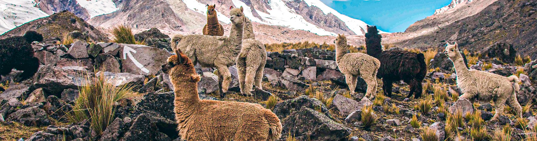 Machu Picchu 4D3N Viajero (Cultural Aventura Tendencia)  desde Ecuador